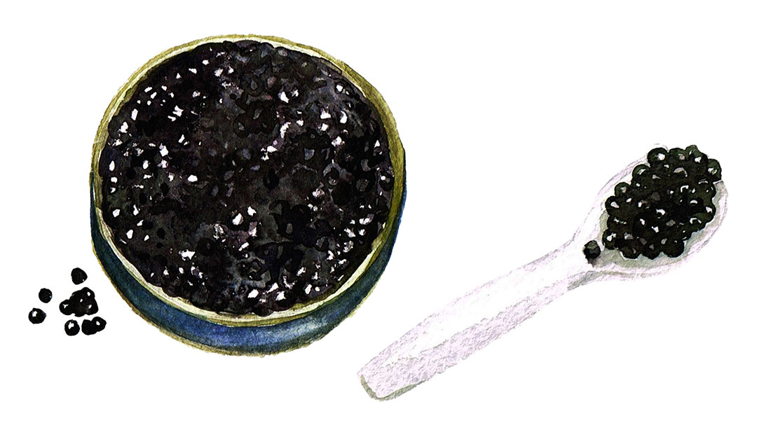 Sturgeon Caviar Tin Opener - Sterling Caviar